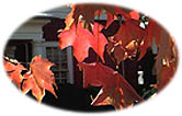 leaves in the fall